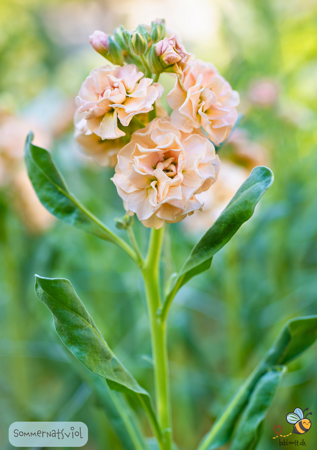Sommernatsviol – Matthiola incana annua