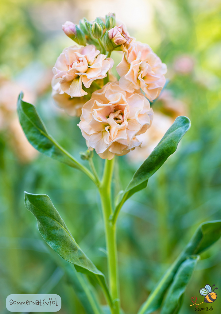 Sommernatsviol – Matthiola incana annua