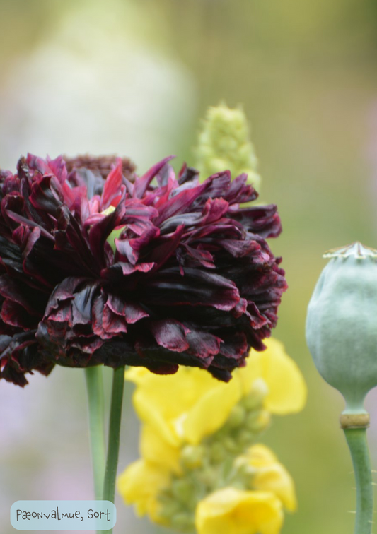 Sort Pæonvalmue - Papaver paeoniflorum 'Black Peony'