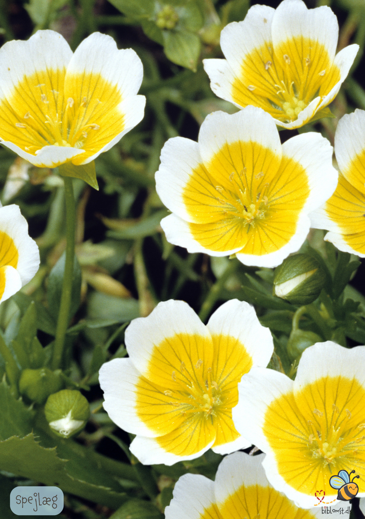 Spejlæg - Limnanthes douglasii
