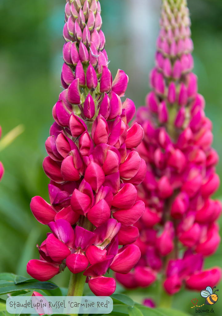 Staude Lupin - Lupinus Polyphyllus 'The Pages' Carmine Red 'Russel Strain'