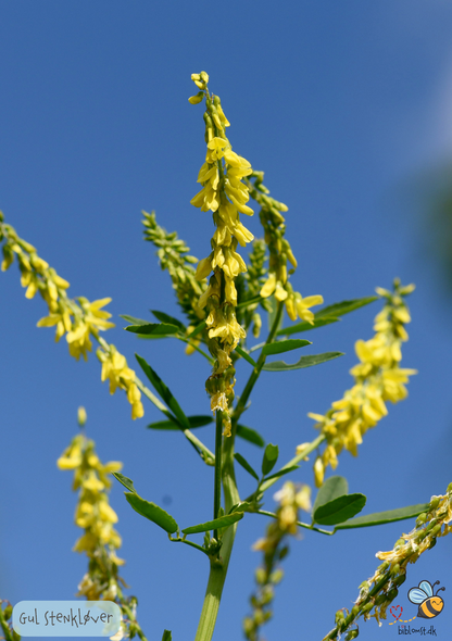 Stenkløver Gul - melilotus officinalis