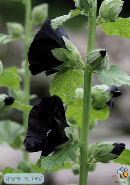 Stokrose - Alcea rosea 'Jet Black'
