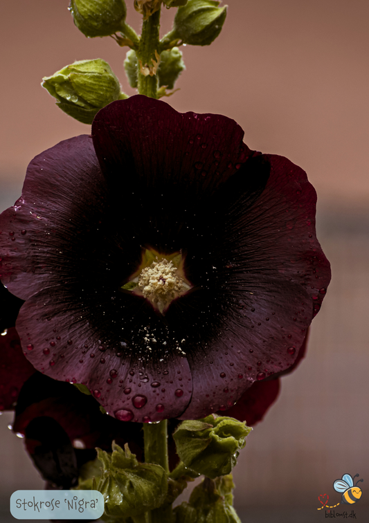 Stokrose Sort - Alcea rosea Nigra