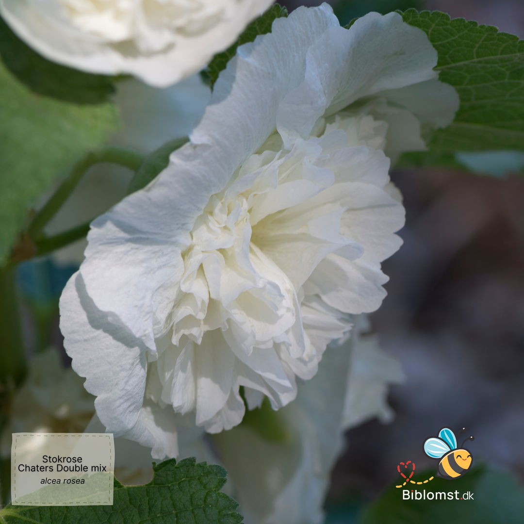 Stokrose 'Chater's Double Mix' - Alcea rosea 'Chater's Double Mix'