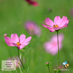 Stolt kavaler 'Sensation Pinkie' – Cosmos bipinnatus
