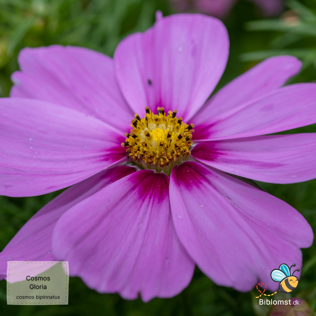 Stolt kavaler – Cosmos bipinnatus ’Gloria’
