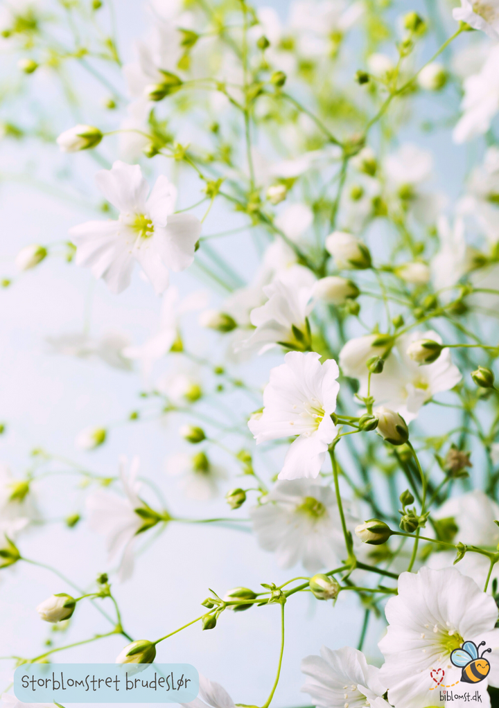 Storblomstret Brudeslør -  mix - Gypsophila elegans