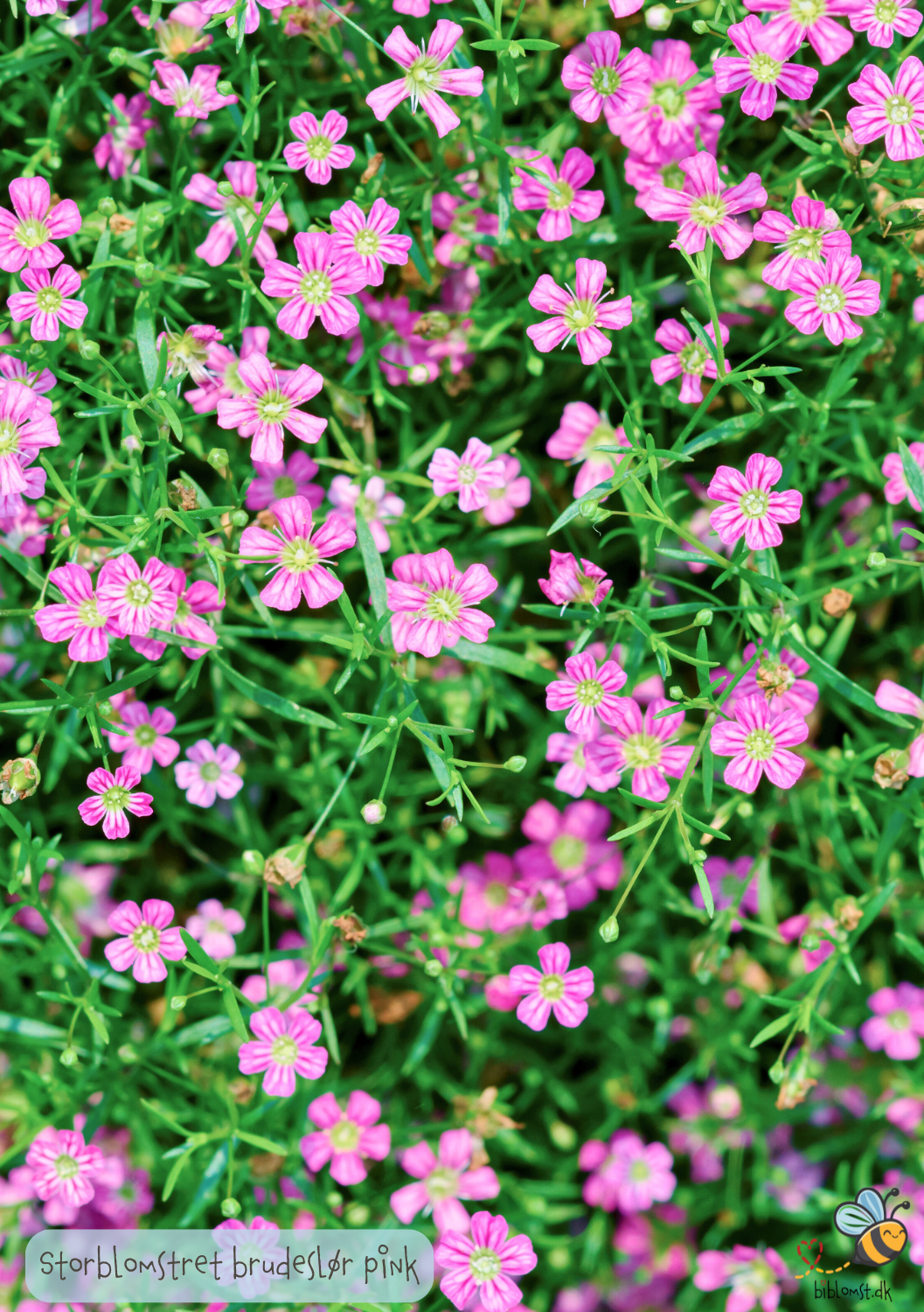 Storblomstret brudeslør 'Rosa' - Gypsophila elegans