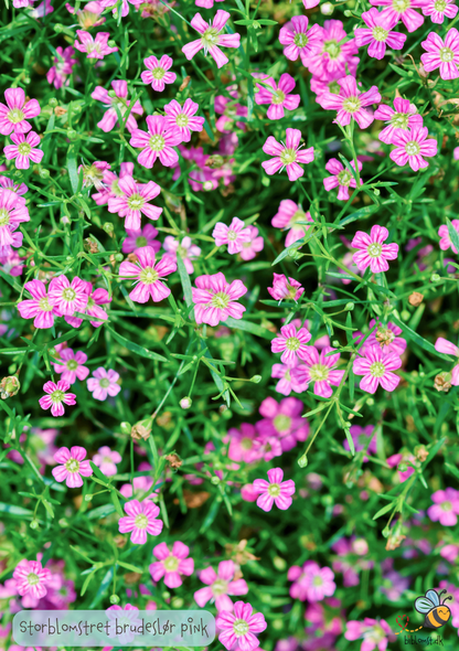 Storblomstret brudeslør 'Rosa' - Gypsophila elegans