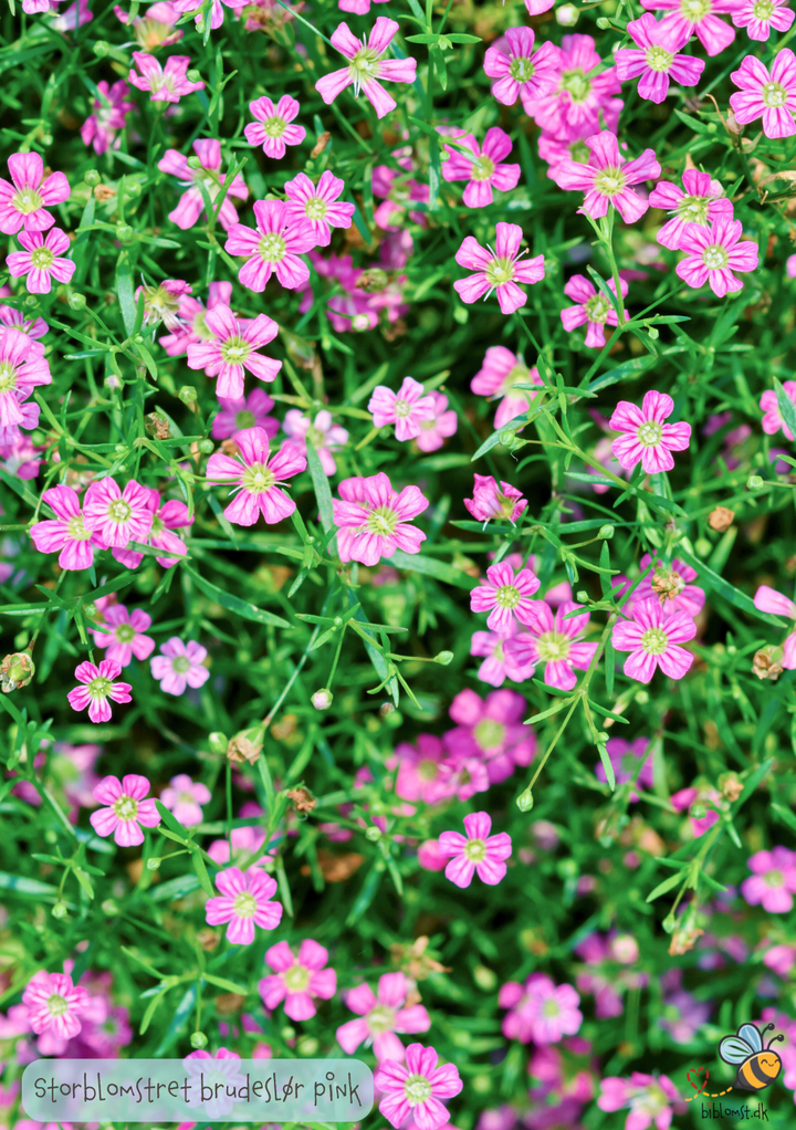 Storblomstret brudeslør 'Rosa' - Gypsophila elegans