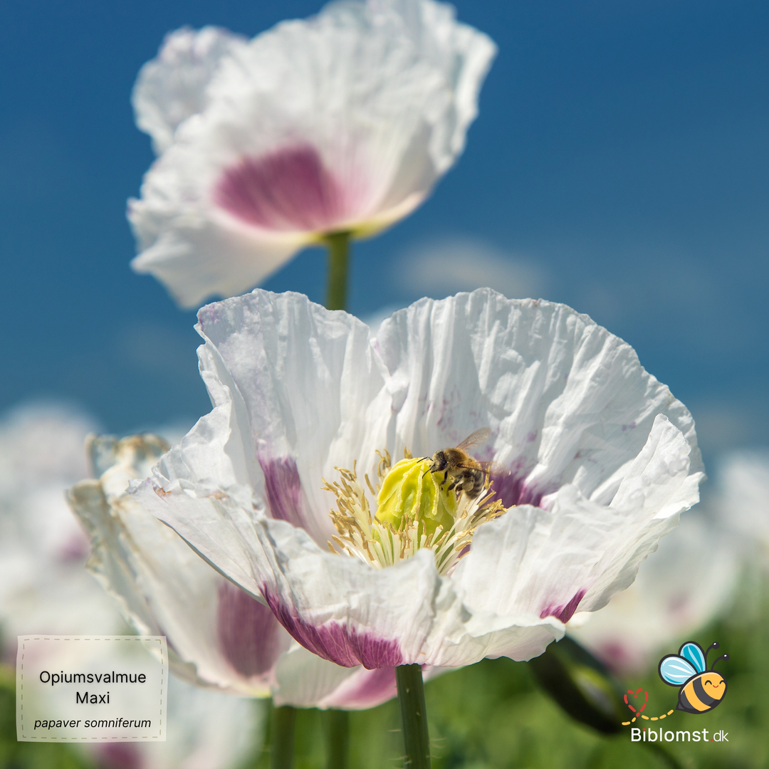 Storblomstret opiumsvalmue  MAXI – Papaver somniferum ’Maxi’
