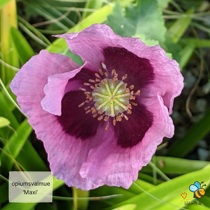 Storblomstret opiumsvalmue  MAXI – Papaver somniferum ’Maxi’