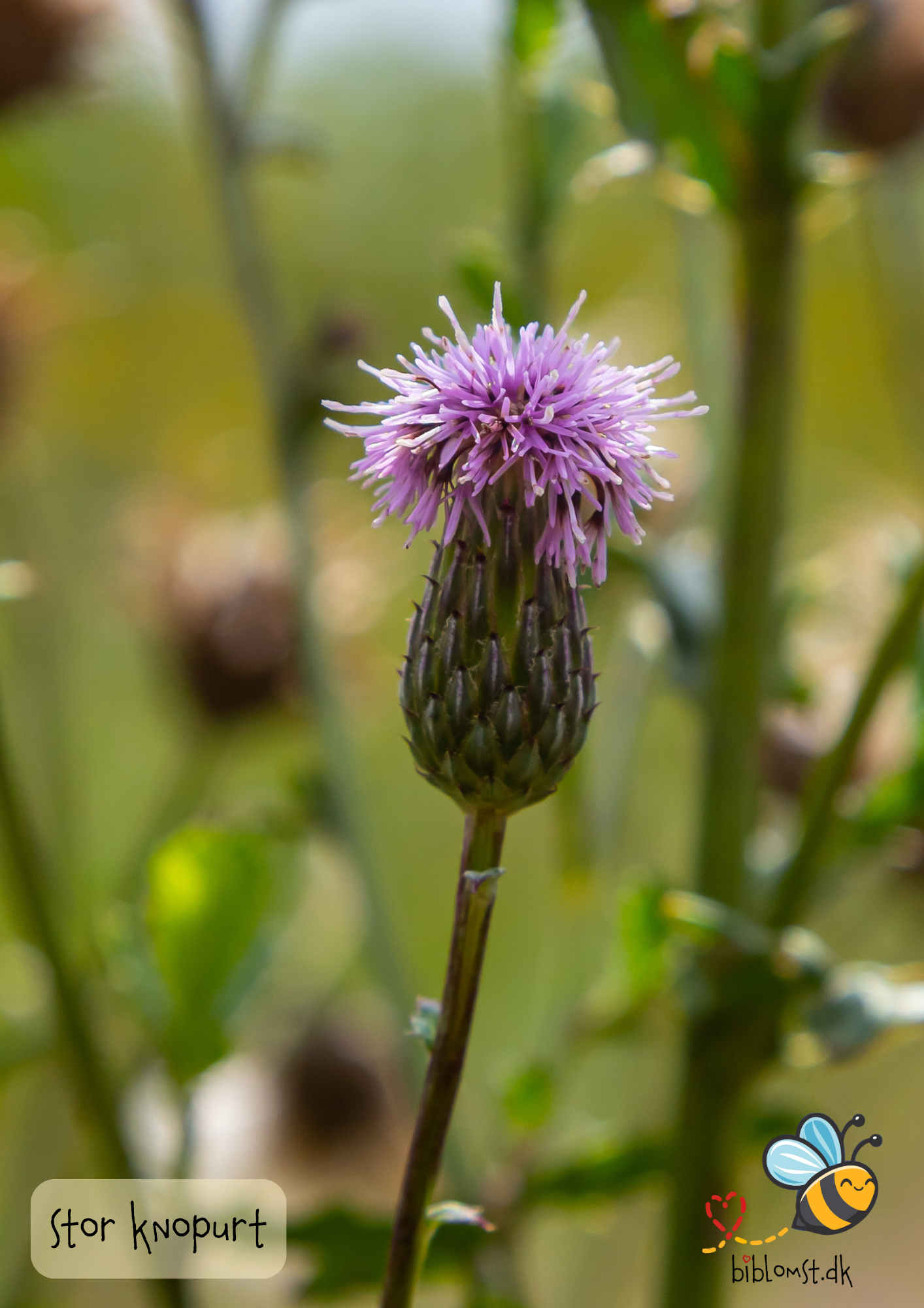 Stor knopurt – Centaurea scabiosa