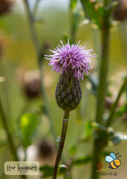 Stor knopurt – Centaurea scabiosa