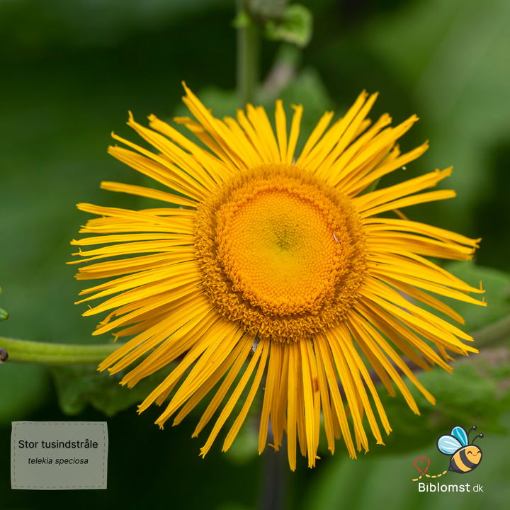 Stor tusindstråle – Telekia speciosa