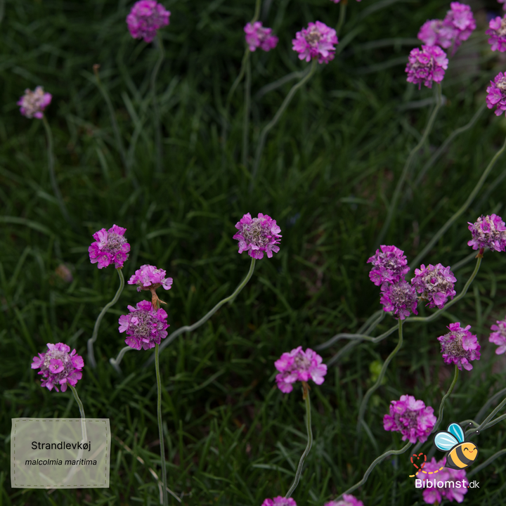 Strandlevkøj - malcolmia maritima