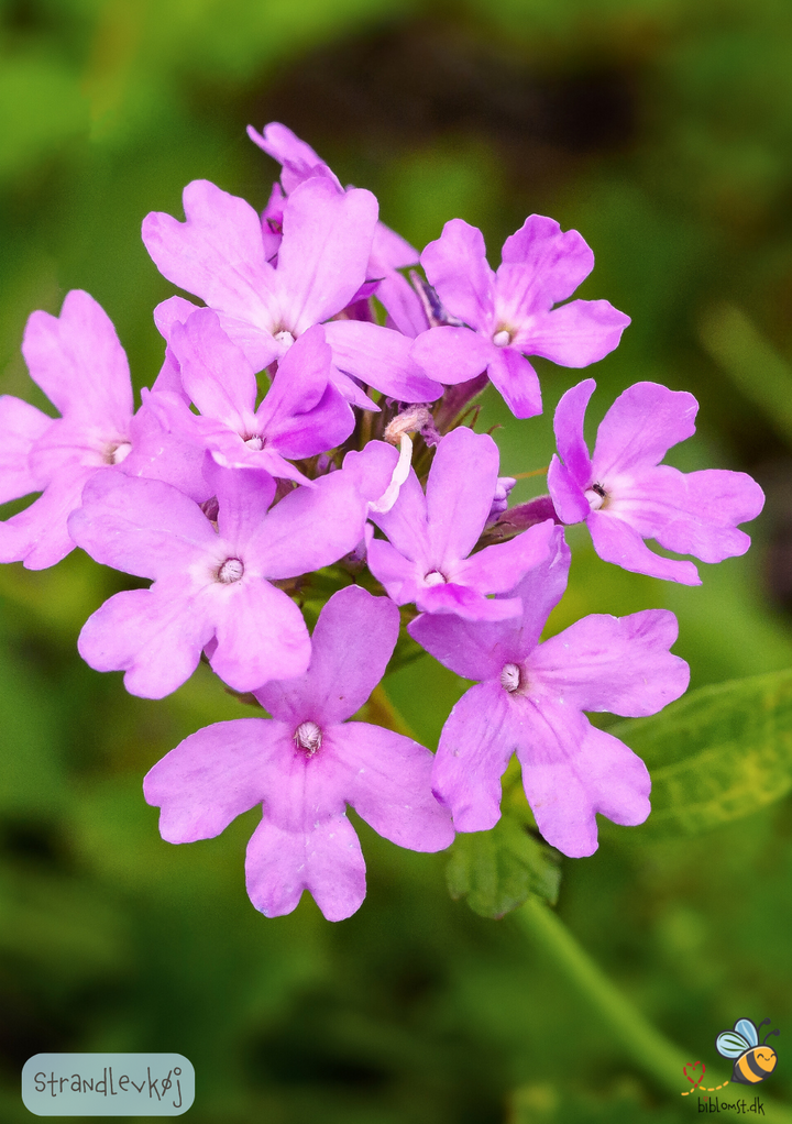 Strandlevkøj - malcolmia maritima