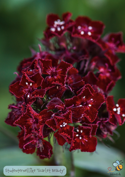 Studenternellike 'Scarlet Beauty' - Dianthus barbatus