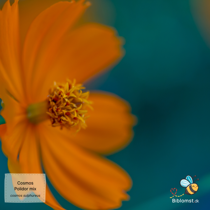 Svovlgul Kosmos - cosmos sulphureus polidor mixed