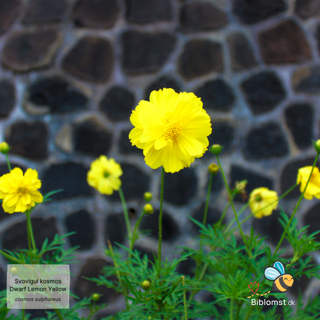 Svovlgul kosmos – Cosmos sulphureus ’Dwarf Lemon Yellow’