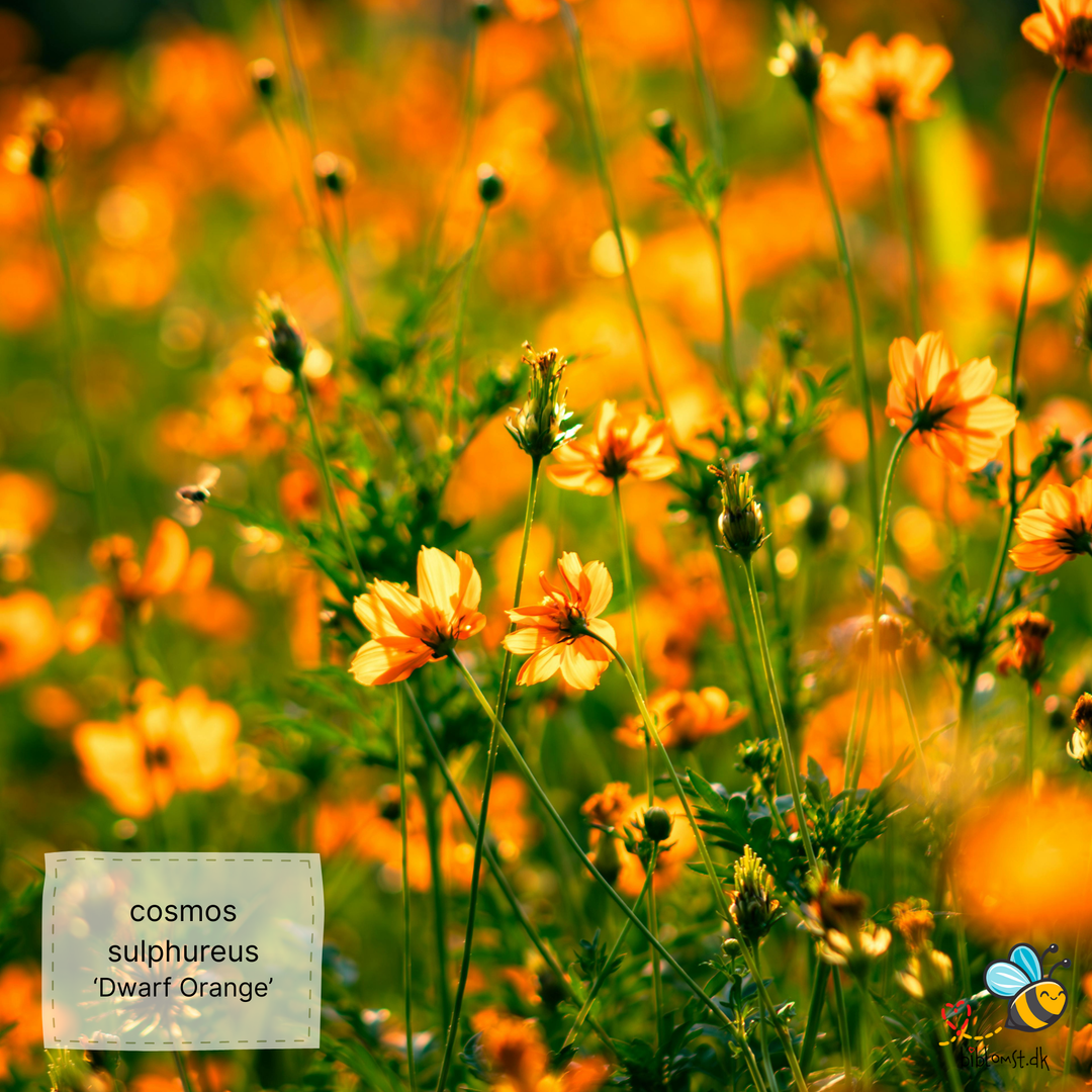 Svovlgul kosmos – Cosmos sulphureus ’Dwarf Orange’