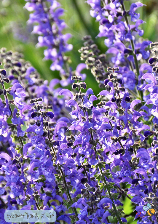 Sydamerikansk salvie - Salvia hispanica