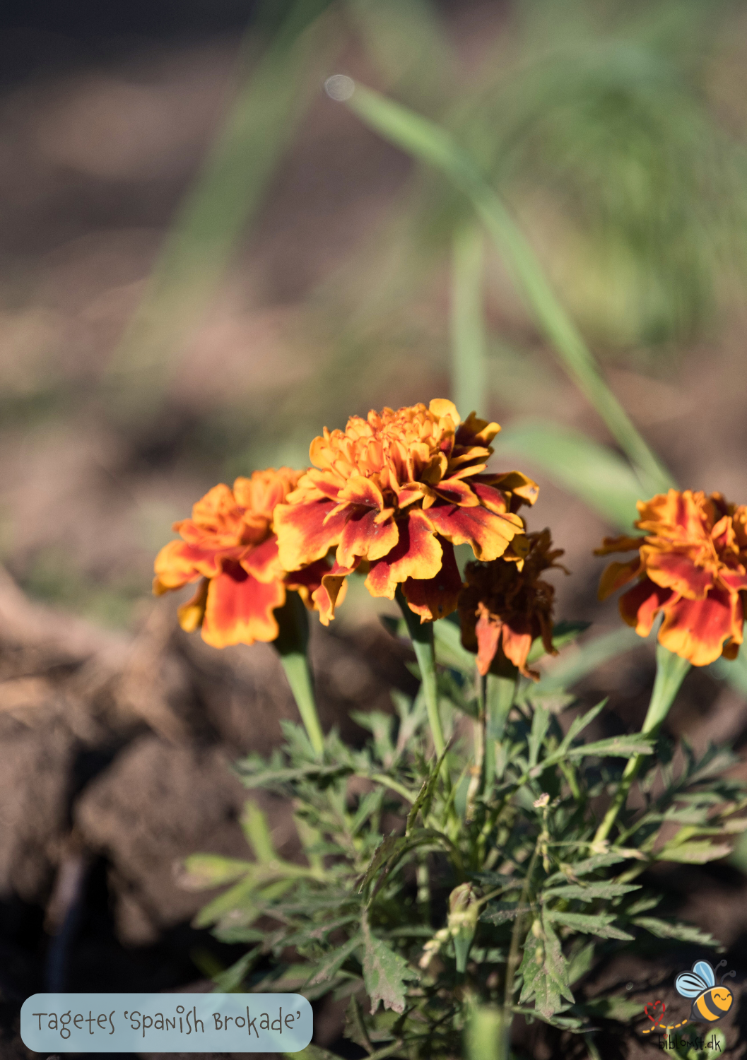 Tagetes erecta 'Spanish Brocade'