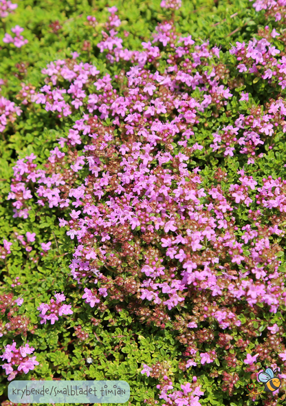 Timian 'Purple Creeping' - thymus serpyllum