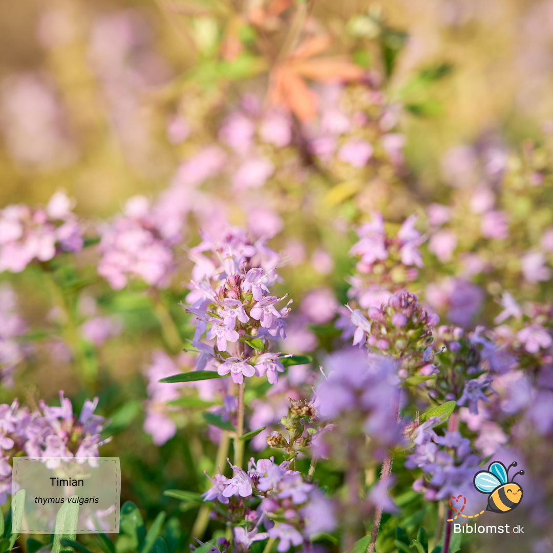 Timian - thymus vulgaris