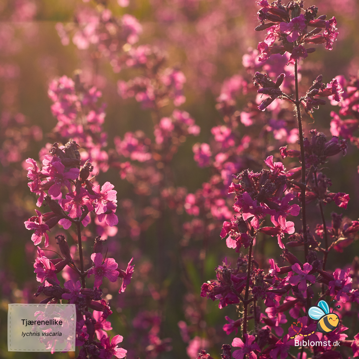Tjærenellike - lychnis viscaria