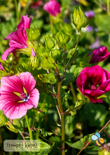 Trompetkatost – Malope trifida (mix)