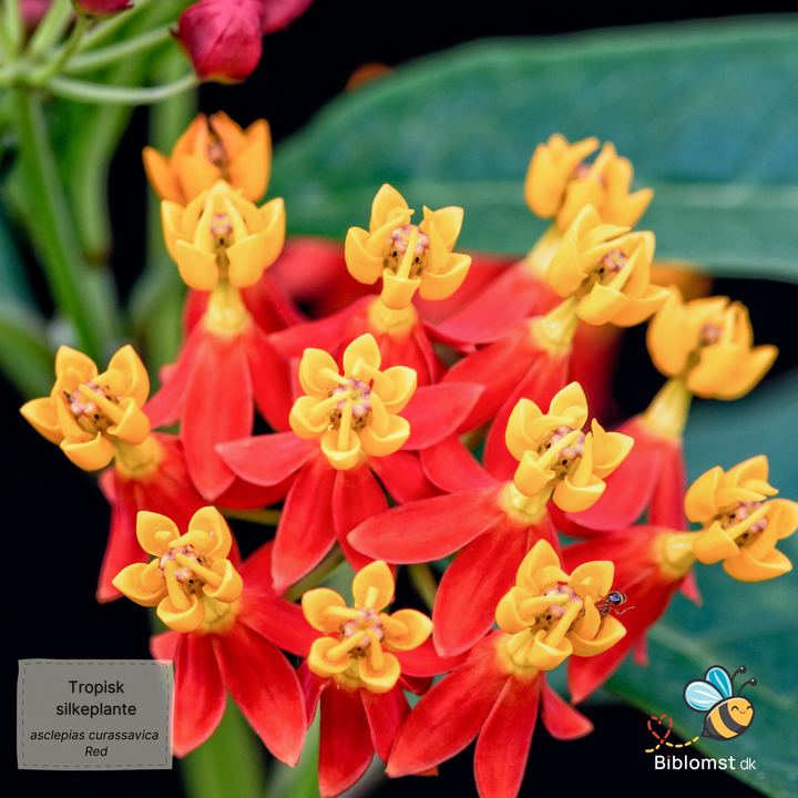 Tropisk silkeplante – Asclepias curassavica ‘Red’