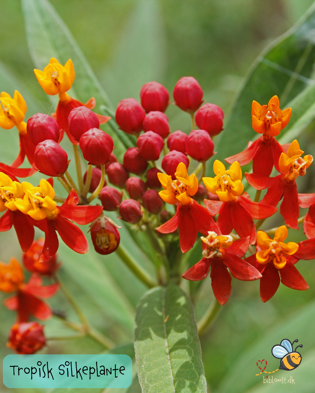 Tropisk silkeplante – Asclepias curassavica ‘Red’