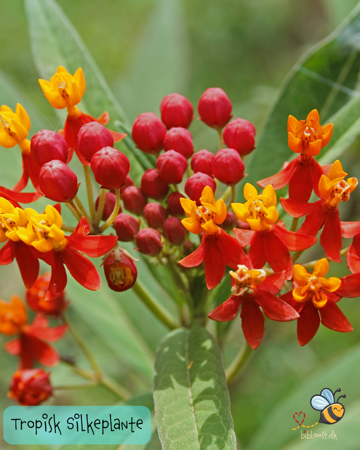 Tropisk silkeplante – Asclepias curassavica ‘Red’
