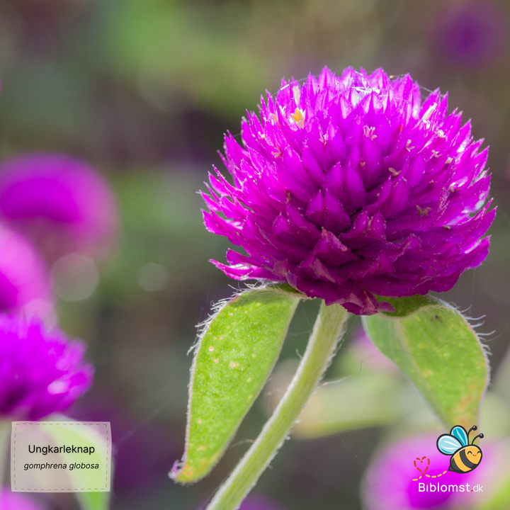 Ungkarleknap – Gomphrena globosa