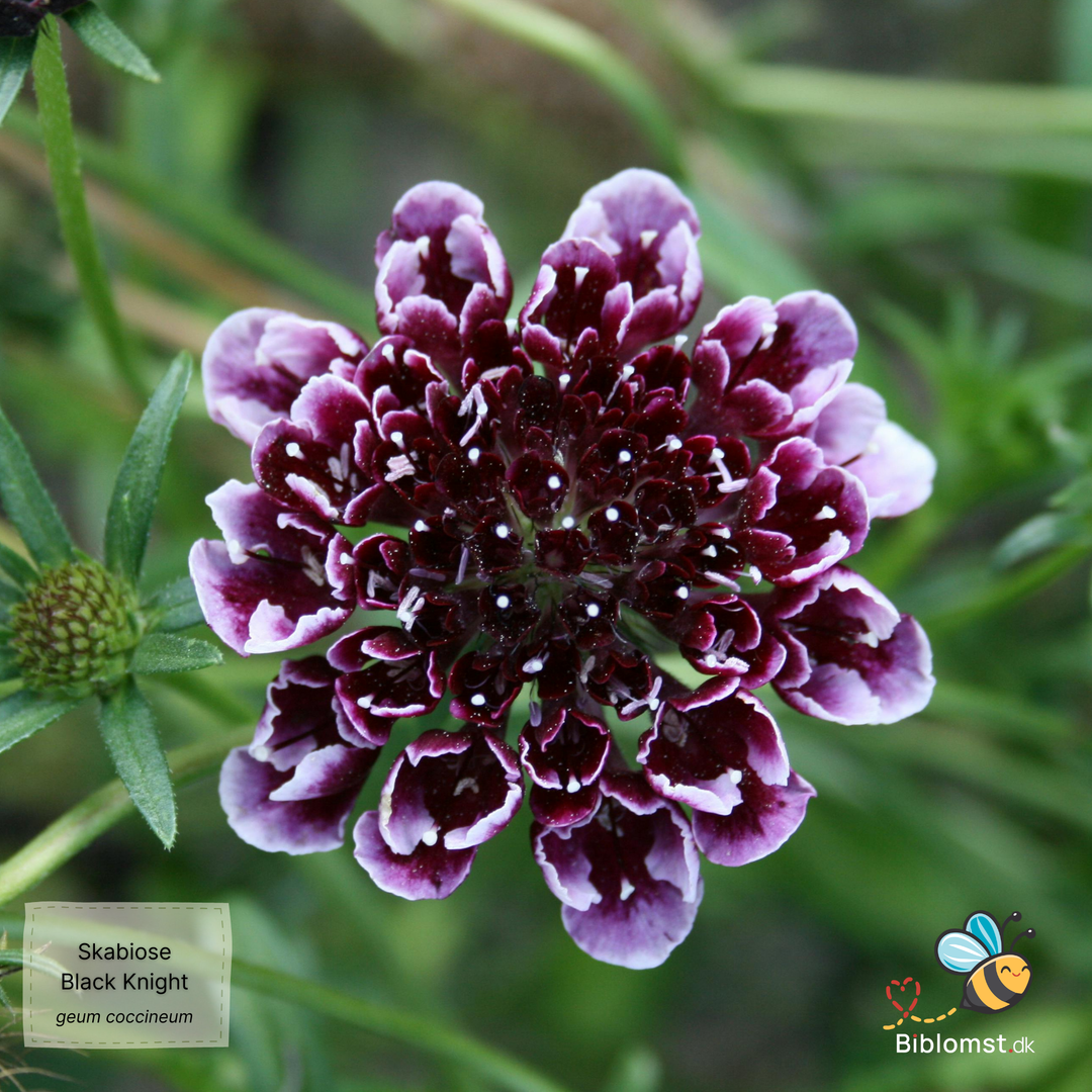 Skabiose 'Black Knight' – Scabiosa atropurpurea