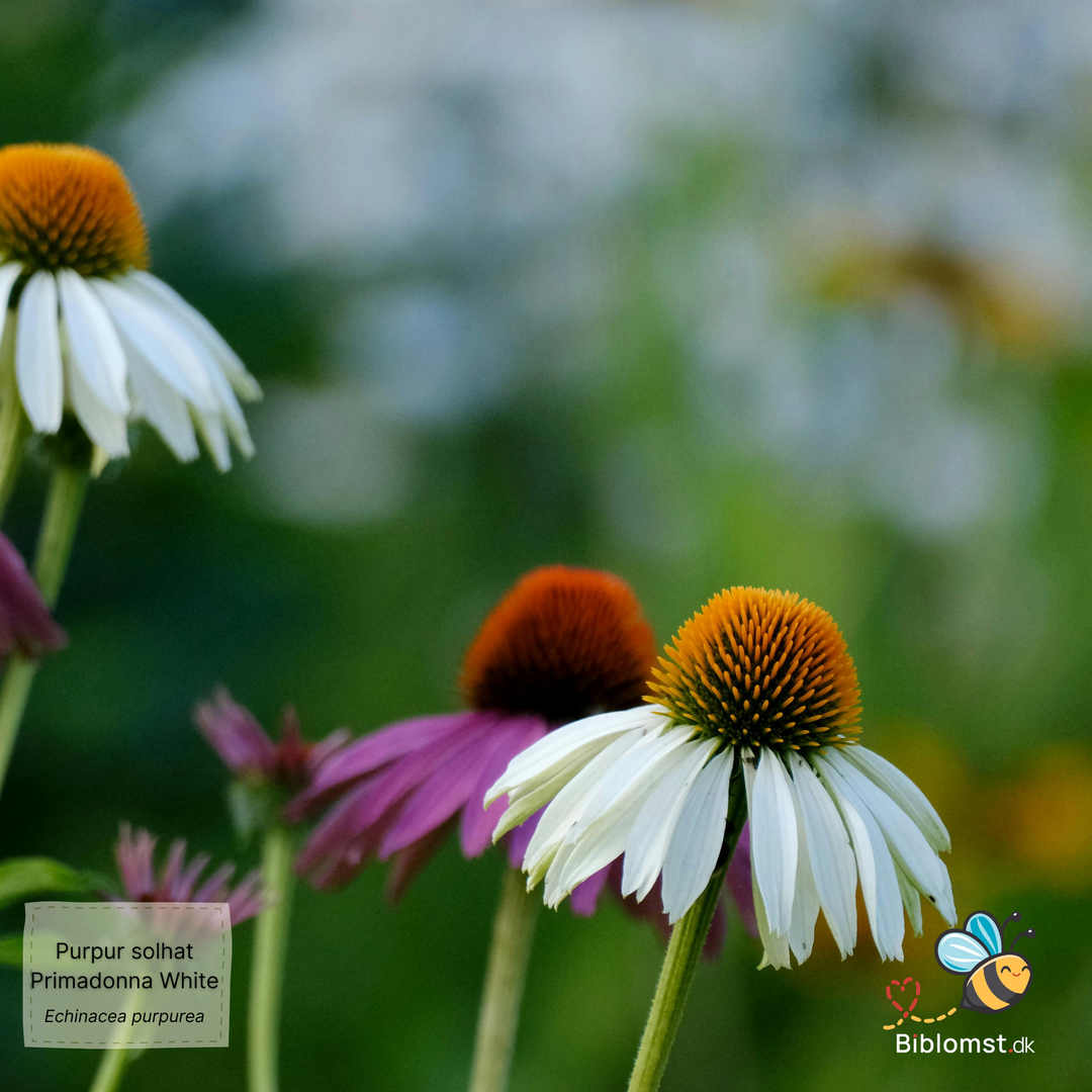 Hvid Purpur Solhat – Echinacea purpurea ‘Primadonna White’