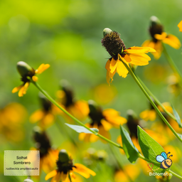 Solhat 'Sombrero solhat'  - Rudbeckia amplexicaulis