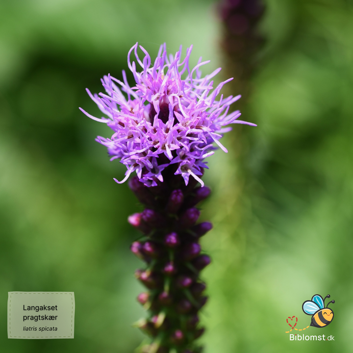 Langakset pragtskær Pink - Liatris spicata
