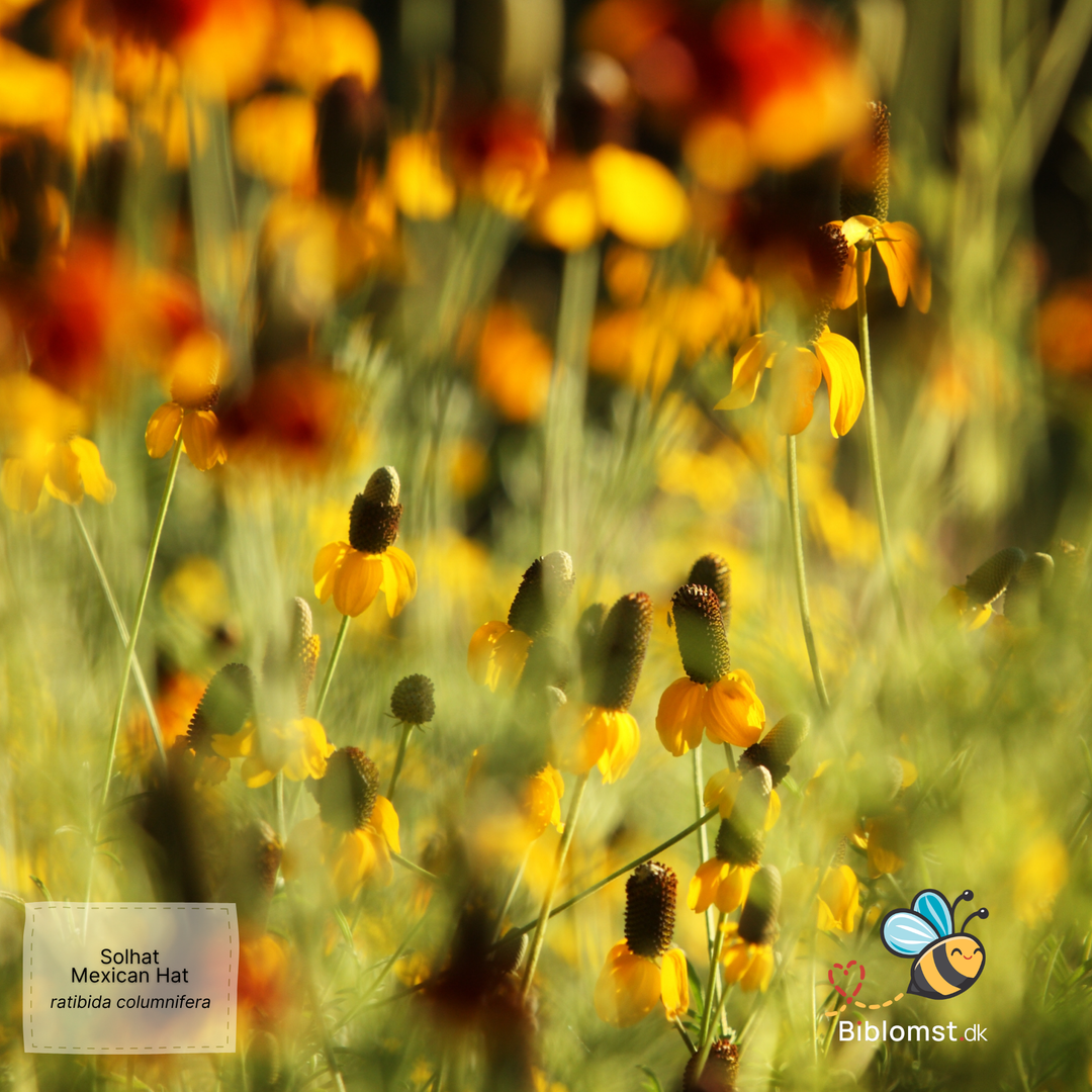 Solhat Mexican Hat - Ratibida columnifera