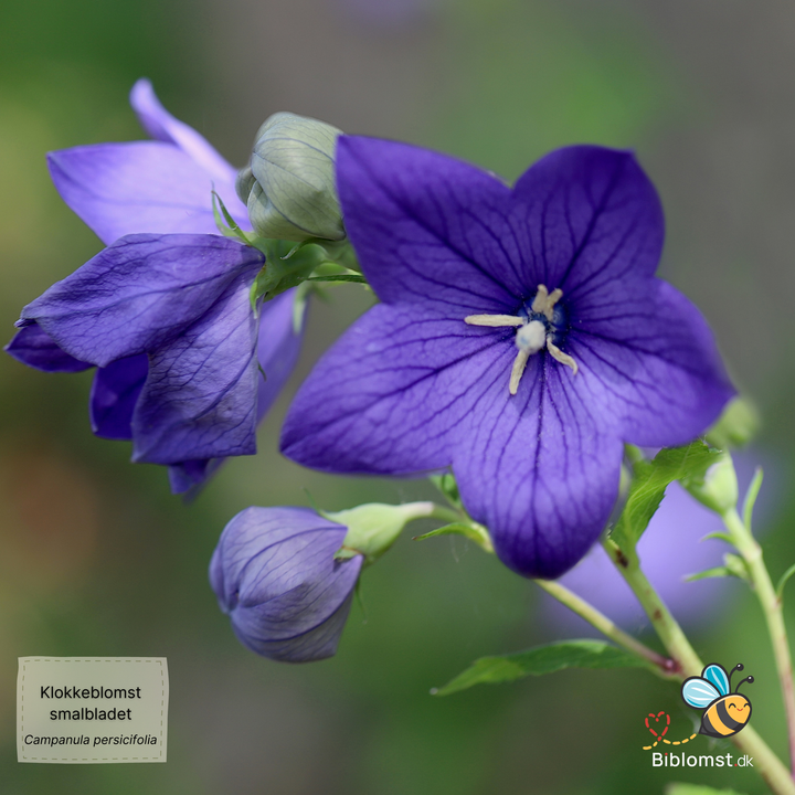 Klokke Smalbladet - Campanula persicifolia