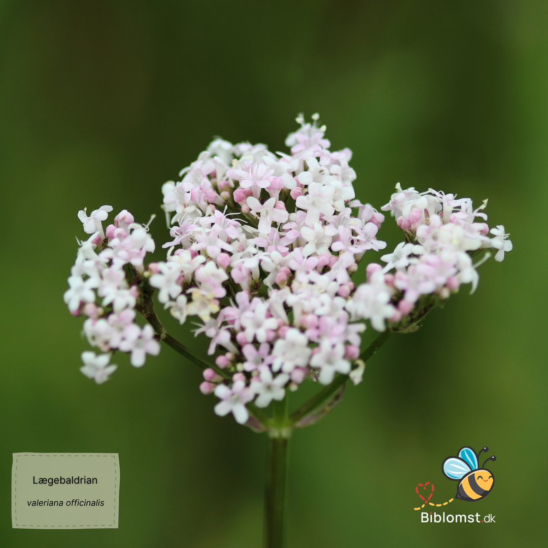 Lægebaldrian - Valeriana officinalis