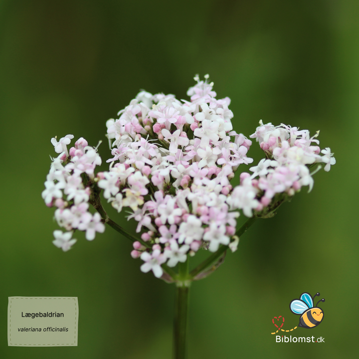Lægebaldrian - Valeriana officinalis