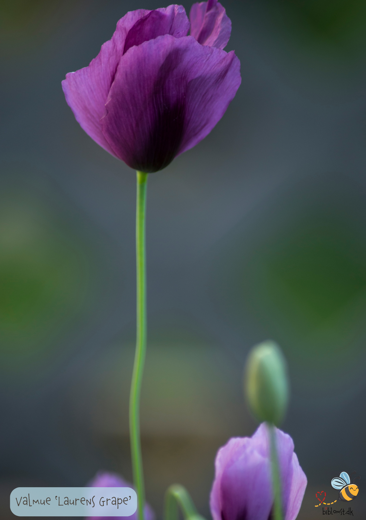 Valmue - Papaver somniferum 'Lauren's Grape' – biblomst
