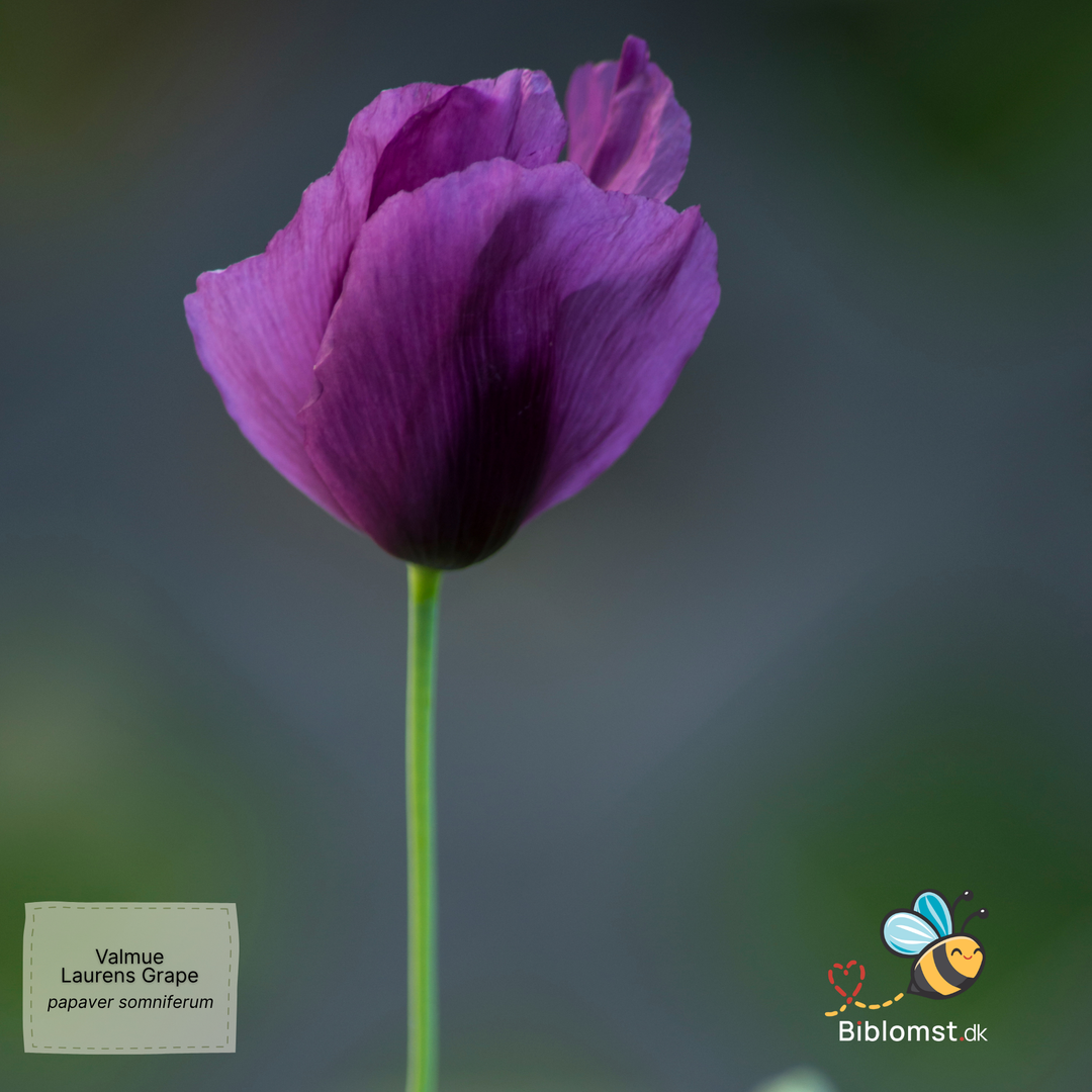 Valmue - Papaver somniferum 'Lauren's Grape'