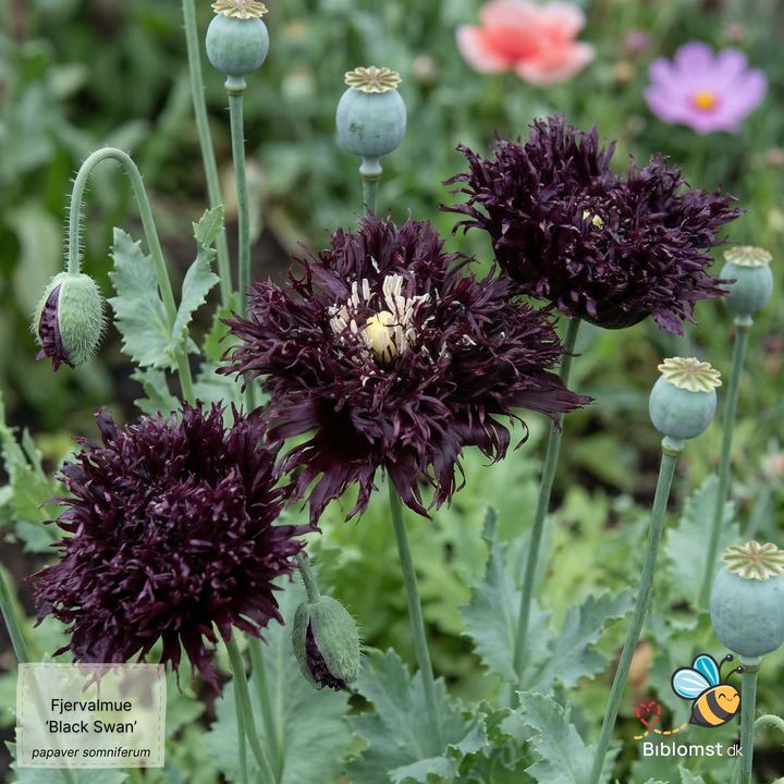 Opiumvalmue Black swan - Papaver somniferum/paeoniflorum