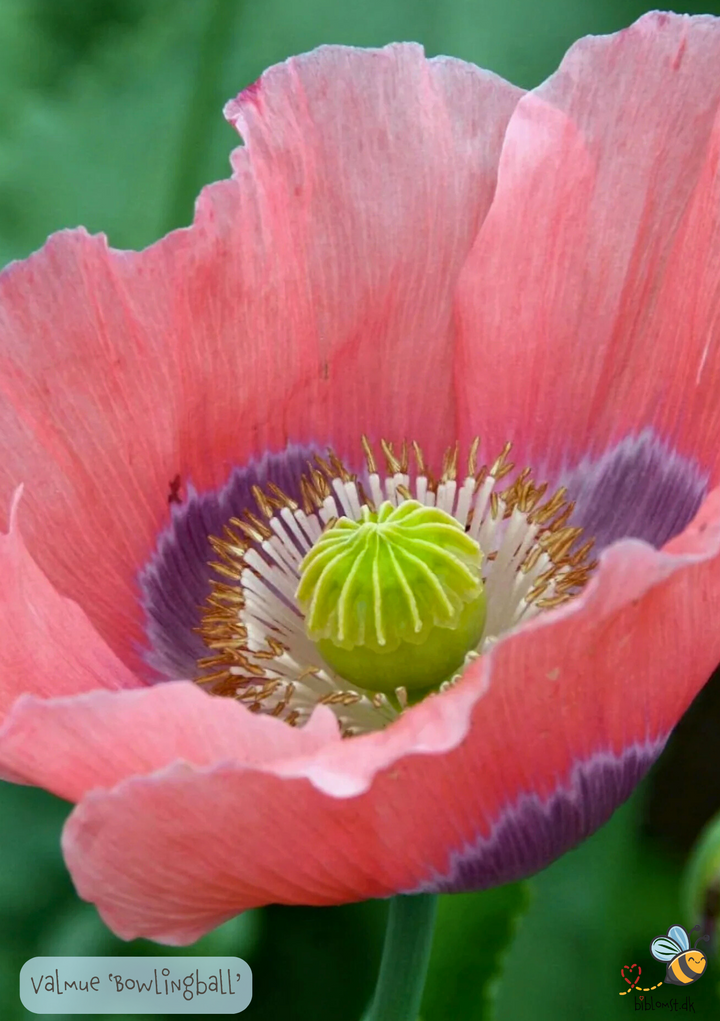 Valmuen 'Bowling Ball' (Papaver somniferum)