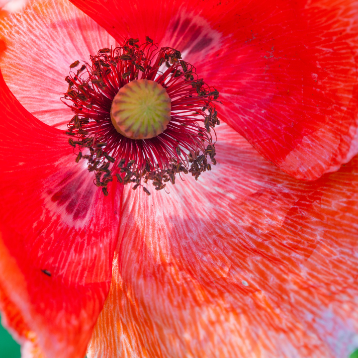 Shirley valmue mix, enkeltblomstret - Papaver rhoeas &