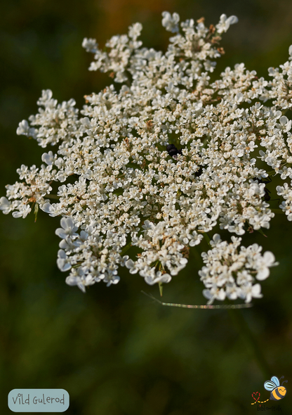 Vild gulerod -  Daucus carota subsp. carota